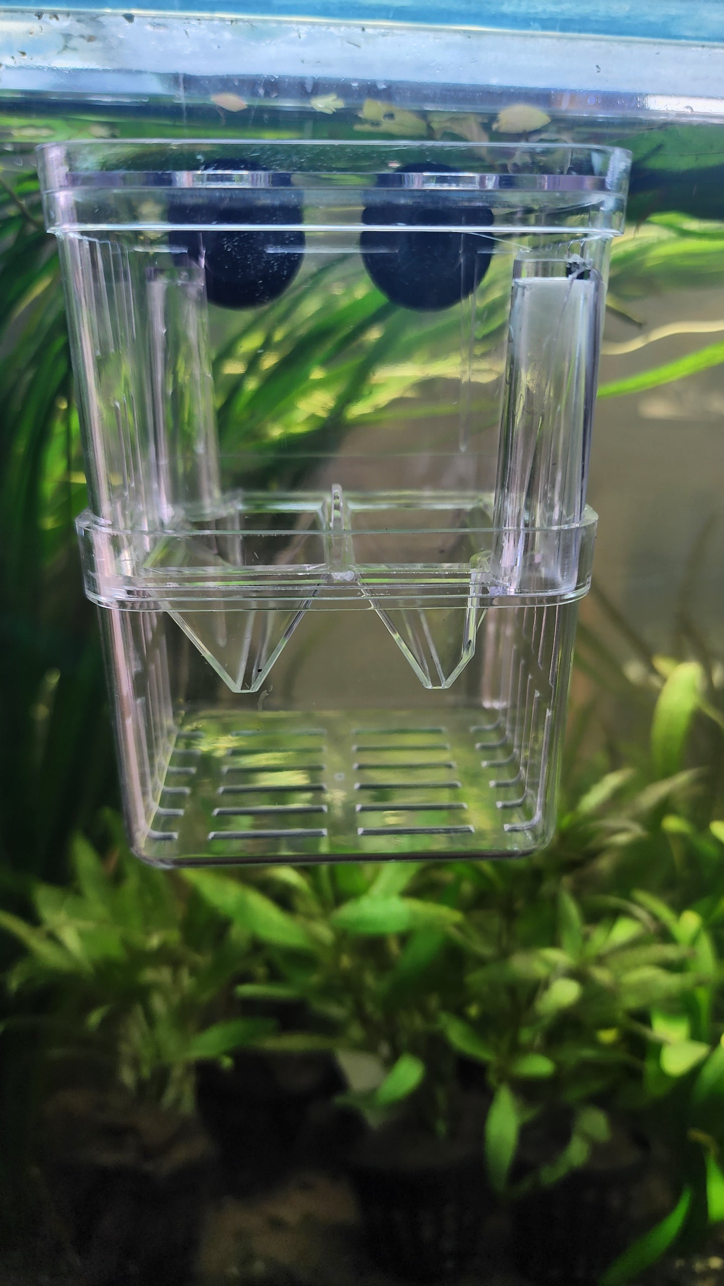 Mini Breeding Tank