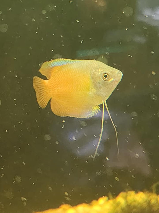Dwarf Red Flame Gourami (no online purchase)