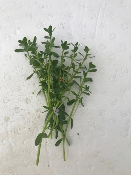 Bacopa Monnieri (bacopa small)