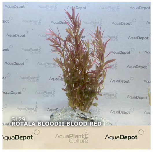 Rotala Bloodii (Blood Red)