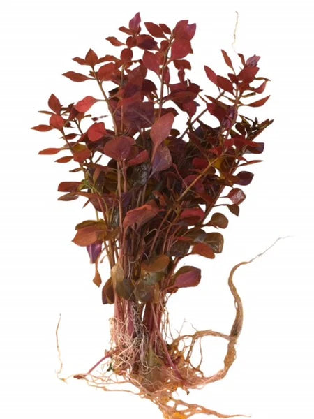 Ludwigia Palustris (Super Mini Red)