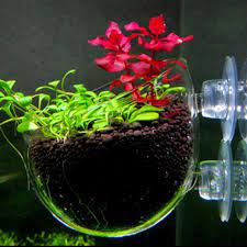 Chihiros Glass Pot For Plants