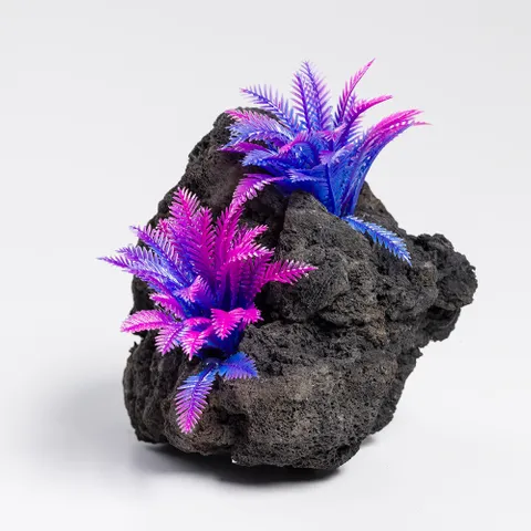 Splash  of color aquarium