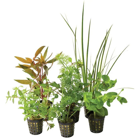 Assorted Aquatic Plants Pack 3