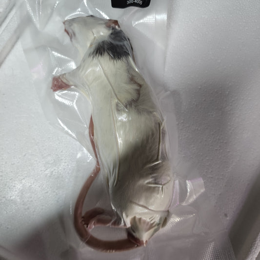 Frozen Jumbo Rat Single Pack (no online purchase)