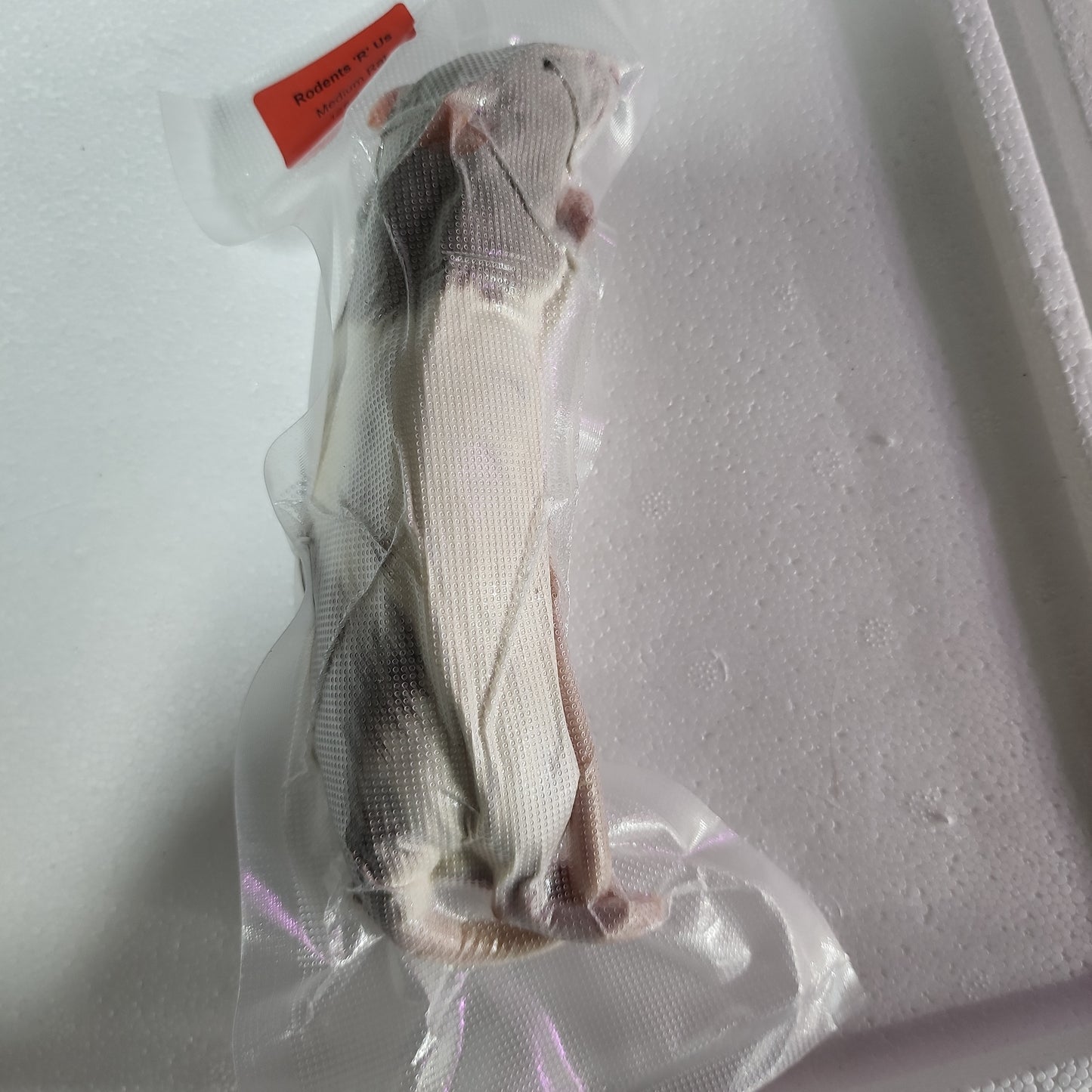 Frozen Medium Rat Single Pack (no online purchase)