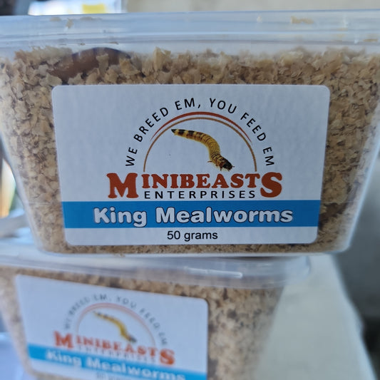 Minibeasts King Mealworms 50g