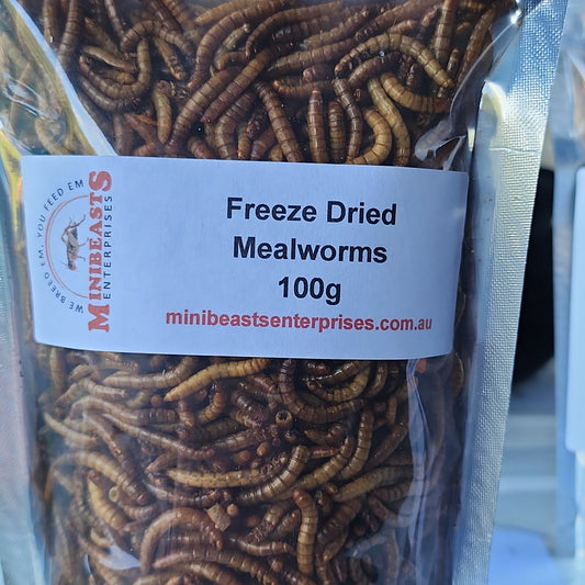 Minibeasts Freeze Dried Mealworms