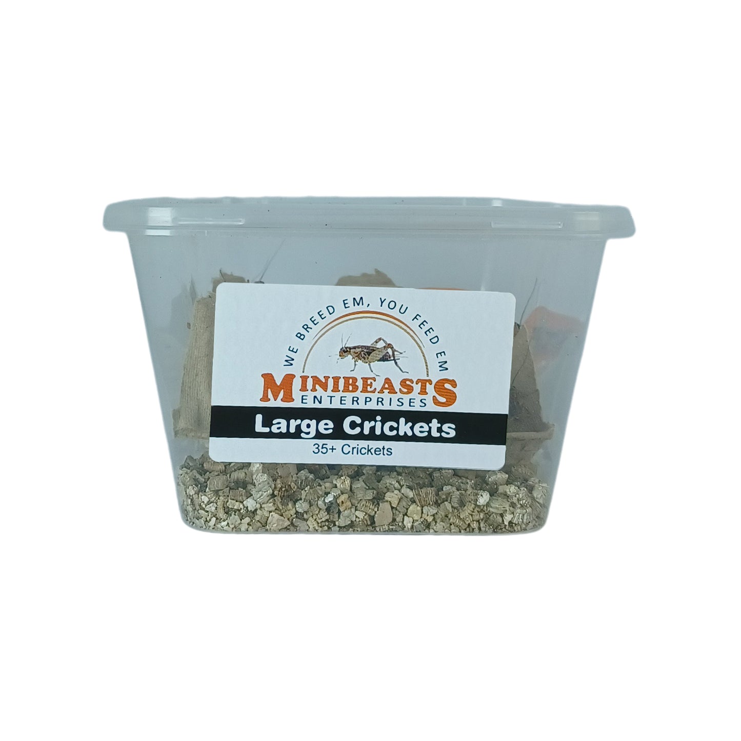 MiniBeasts Large Tub Crickets