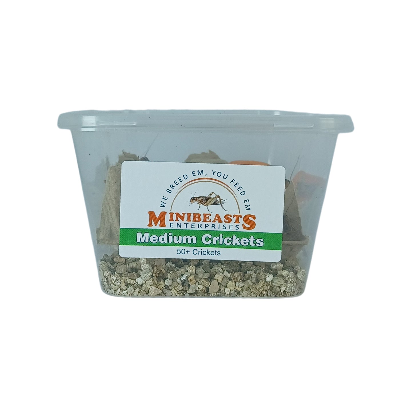 MiniBeasts Medium Tub Crickets