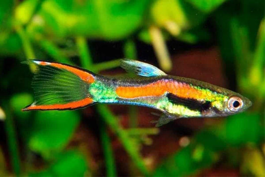 Endler Male (no online purchase)