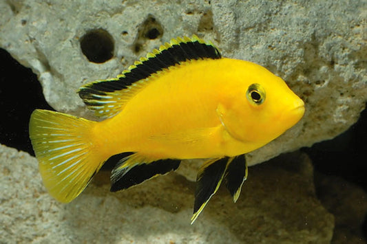 Electric Yellow Cichlid (no online purchase)