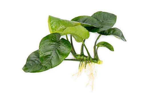 Anubias - Large Plant | Live Plant