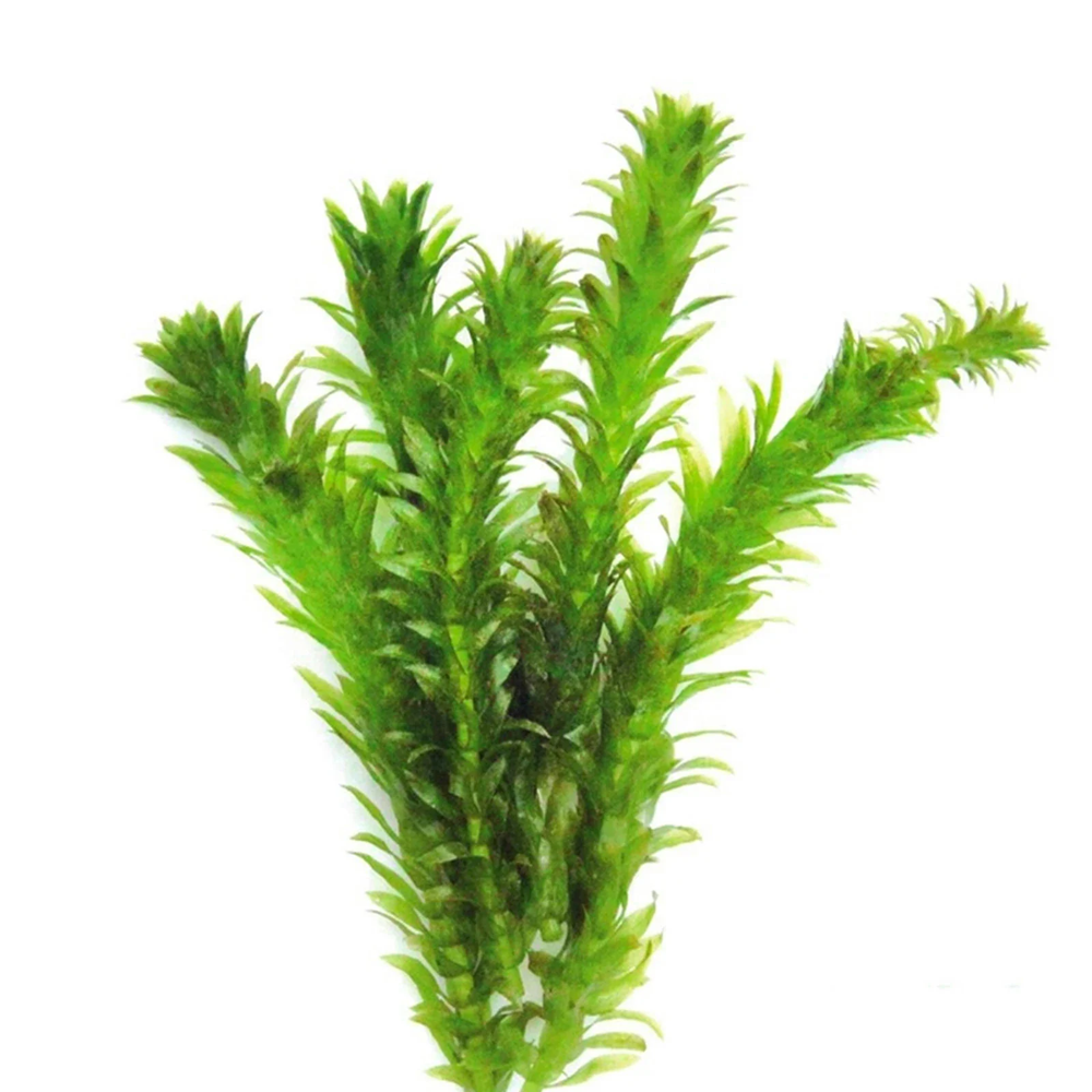 Elodea - Bunch