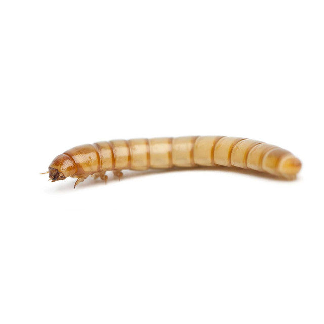 Mealworms 250g