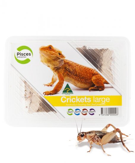 Crickets Large - Tub