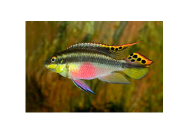 Kribensis Cichlid (no online purchase)