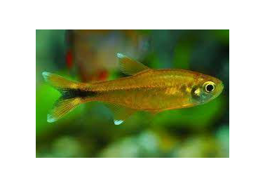 Silver Tip Tetra (no online purchase)