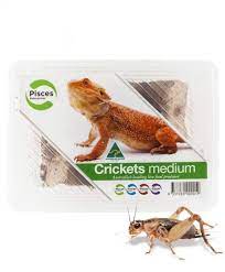 Crickets Medium - Tub