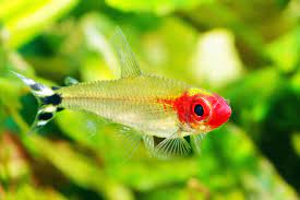 Rummy Nose Tetra (no online purchase)