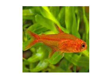 Ember Tetra (no online purchase)