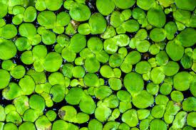 Duckweed