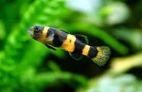 Bumblebee Goby (no online purchase)
