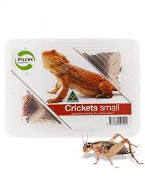 Crickets Small - Tub