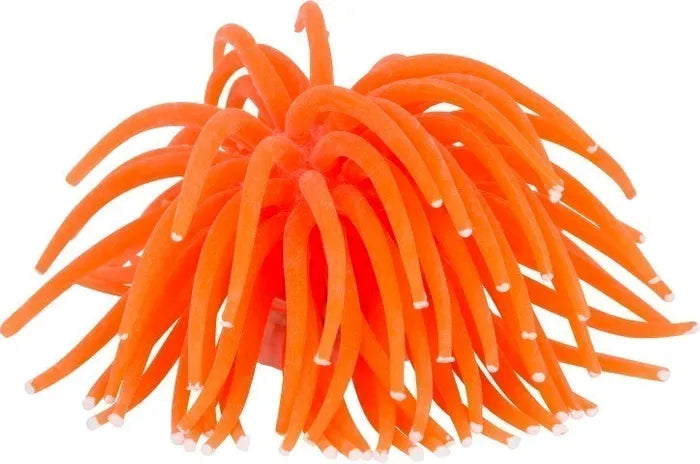 Orange Anemone