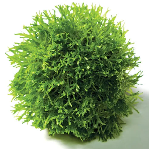 Riccia Topiary Balls