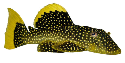 Plecostomus-Gold Spot (no online purchase)