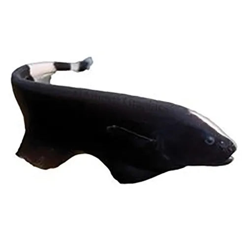 Black Ghost Knife Fish (no online purchase)