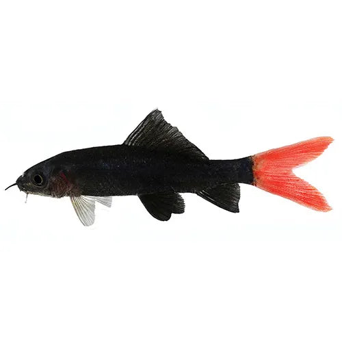 Redtail Black Shark (no online purchase)