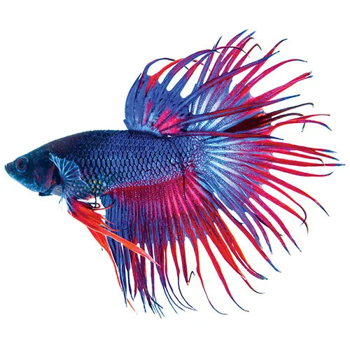 Crowntail Betta (no online purchase)