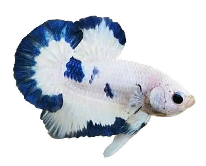 Fancy Plakat Betta (no online purchase)