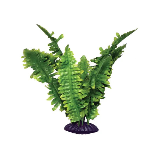 Komodo Boston Fern 25cm