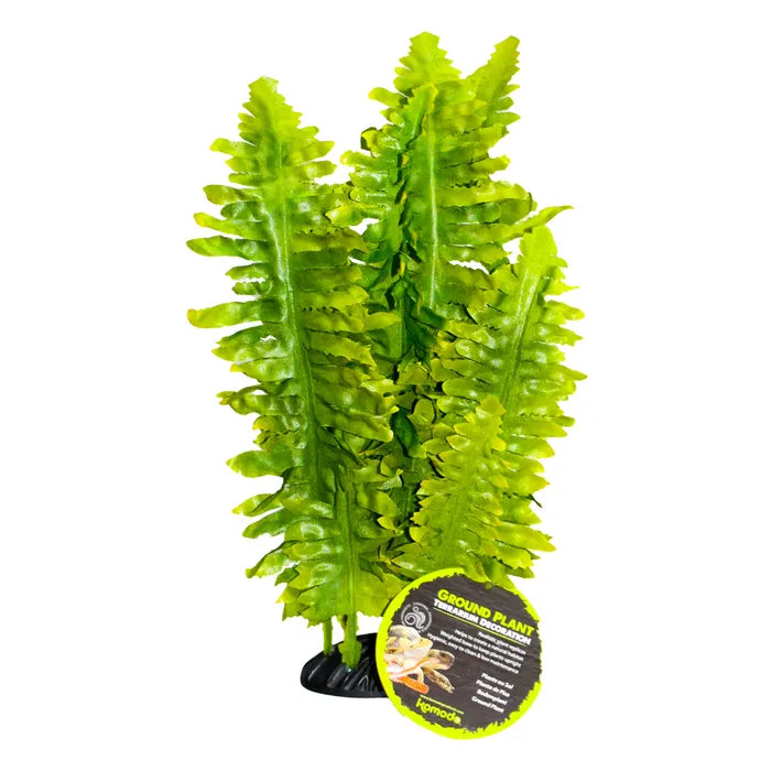 Komodo Boston Fern 25cm