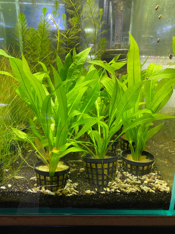 Aquatic Plant