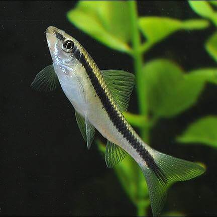 Siamese Algae Eater - 5cm (no online purchase)